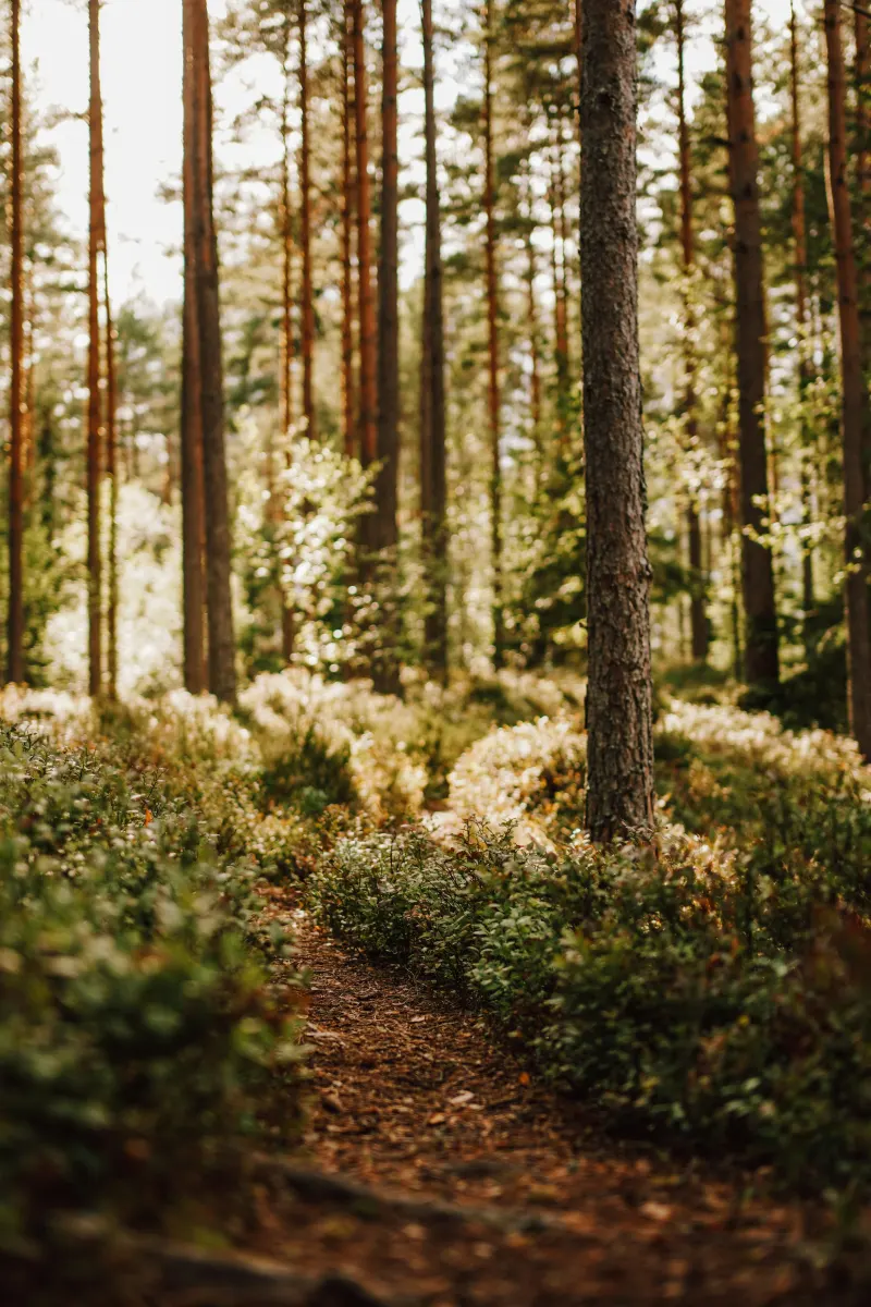 Skogsfastighet och landskap
